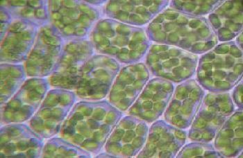 Image for question 1