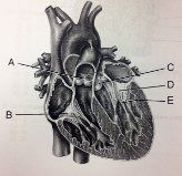 Image for question 20