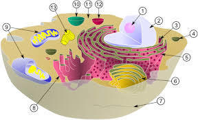 Image for question 3