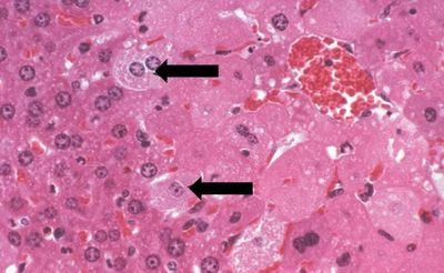Image for question 9