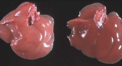 Image for question 10