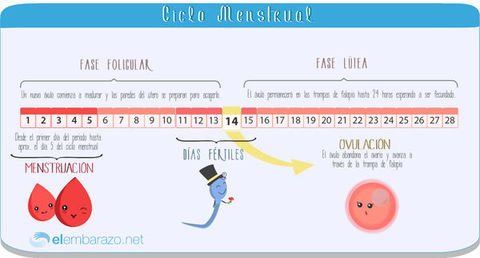 Ciclo Menstrual 8° 3