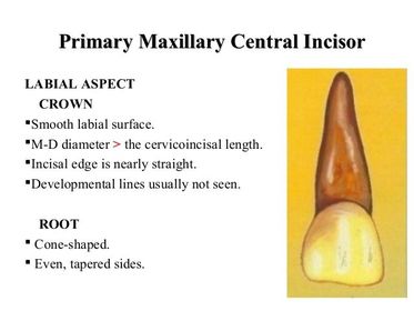 Deciduous maxiallary central incisor