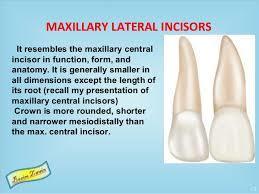 Permanent Maxillary lateral incisor