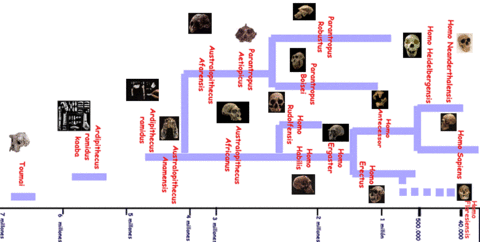 La evolución humana es el proceso por el que surge el ser humano desde el tronco común de los simios, hasta el hombre actual.