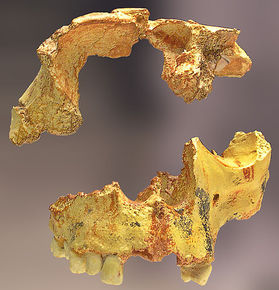 El Homo Antecessor es el homínido europeo más antiguo que evolucionaría hasta el homo neanderthal. Vivió hace unos 800.000 años. Imagen W...