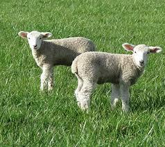 (23) Tail docking is the intentional removal of part of an animals tail. What can result with long tails?