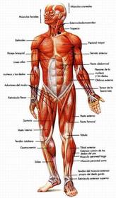 SISTEMA MUSCULAR Es la parte activa del Aparato Locomotor. Un movimiento es pasivo si solo se tienen en cuenta los huesos, con sus articu...