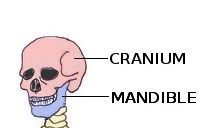 Label the bones of the head