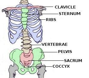 Label the bone structures of the chest and hip