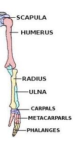 Label the Bone Structures of the Arm and Hand
