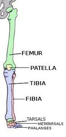 Label the bone structures of the leg and foot