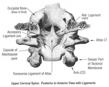 Physiotherapy period 6 and 8 exam (shoulder, neck, arm) Anatomy
