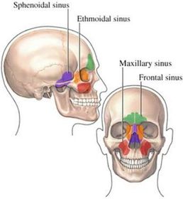Name the paranasal sinuses.