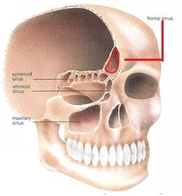Describe the position of the frontal sinus