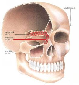 Describe the position of the ethmoid sinuses