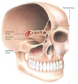 Describe the position of the sphenoidal sinuses.