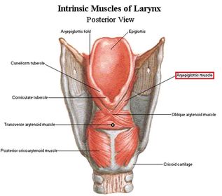What acts as the sphincter of the airway, and name the muscle involved?