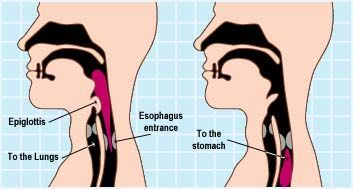 What happens to the epiglottis during swallowing?