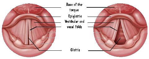 What is the glottis?