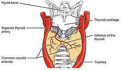 Which arteries supply the larynx? (hint: same as those which supply the thyroid gland)