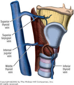 Venous drainage of the larynx is into which veins?