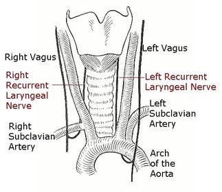 Describe the course of the recurrent laryngeal nerves.