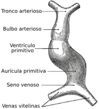 Desarrollo del corazón embrional