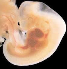 Desarrollo del corazón en un bebe humano
