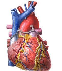 urante la quinta semana, un proceso de invaginación incorpora el tronco y las dos primeras ramificaciones del sistema venoso pulmonar a l...