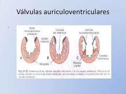4.7 Tabicamiento del canal auriculoventricular