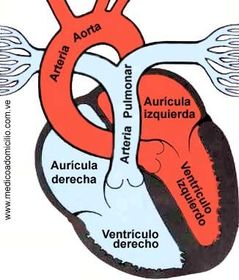 Ventriculos Son dos cavidades piramidales colocadas hacia delante de las aurículas. El vértice de los ventrículos corresponde al vértice ...