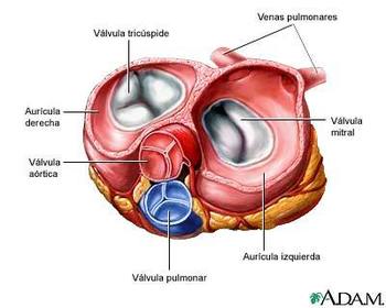 a) Tabicamiento ventricular: Este tabique parece formarse al acercarse más estrechamente las paredes en crecimiento de las dos cavidades ...