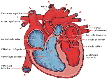 c) División de los tractos descendentes En el momento en que el tabique muscular interventricular deja de crecer, los dos ventrículos se ...