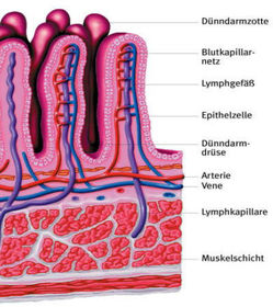 Biologie/Ernährung und Verdauung