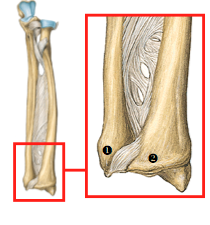 Radio-ulnaris distal joint