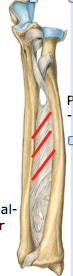 Membrana interossea