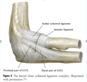 Ligaments of elbow