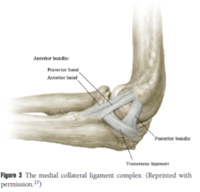 Ligaments of medial elbow