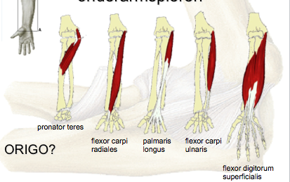Ventral (superficial) forearm muscles