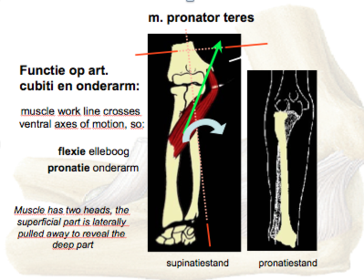 m. pronator teres