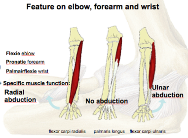 Feature on elbow, forearm and wrist
