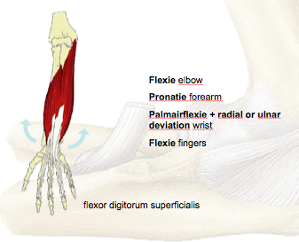Features of elbow, forearm, wrist and fingers