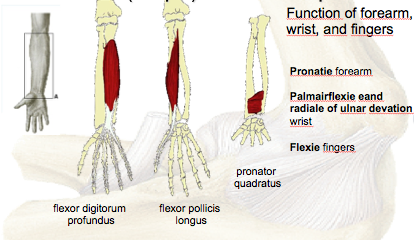 Ventral deep forearm muscles
