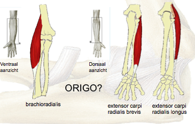 Lateral forearm muscles