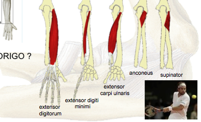 Dorsal side of forearm muscles