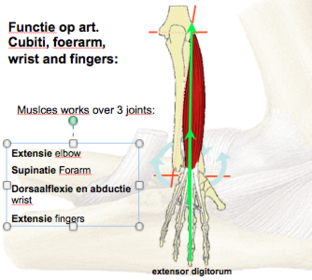 extensor digitorum
