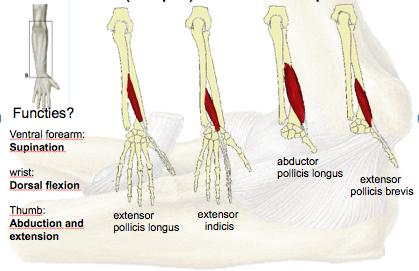 Dorsal forearm deep muscles