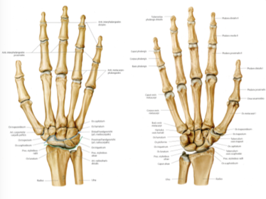 Anatomy photo of hand and wrist