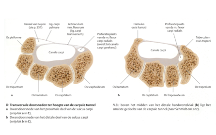 Canlis Carpi (carpal tunnel)